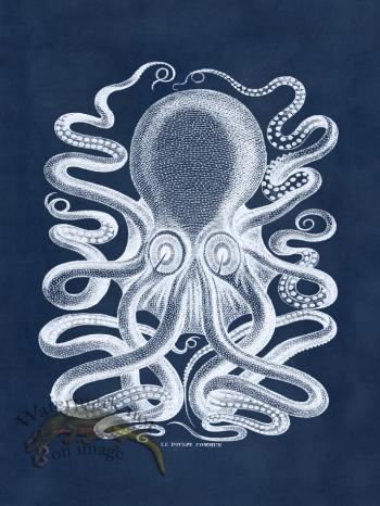 Octopus Blue 31